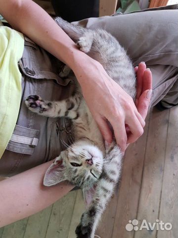 Замурчательный Котенок Томас в добрые руки Замурчательный Котенок Томас в добрые руки