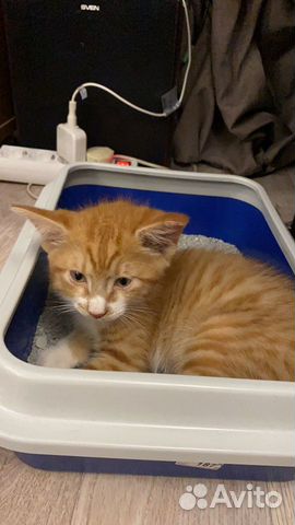 Котёнок 2 месяца Котёнок 2 месяца