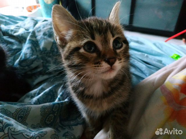 Котята девочки в добрые руки Котята девочки в добрые руки