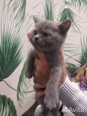 Кошка Кошка