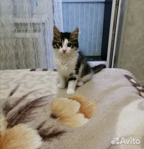 Котенок девочка 2 месяца Котенок девочка 2 месяца