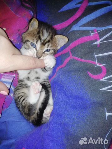 Кошка Кошка