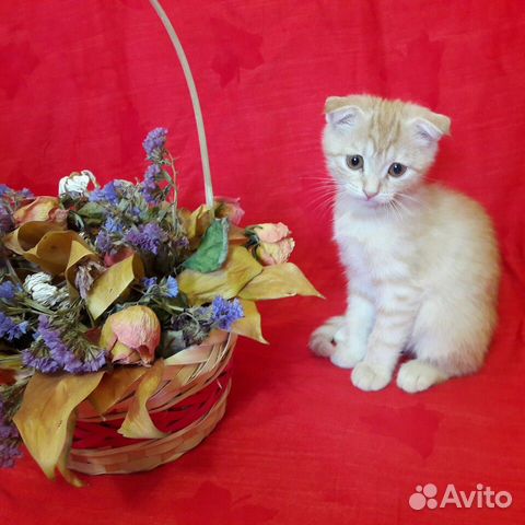 Котенок в дар