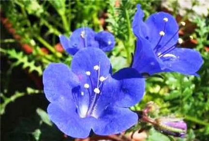 Семена фацелии (1 кг)