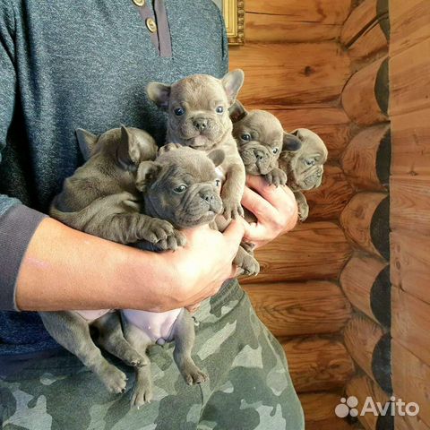 Малыши французского бульдога