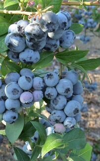 Саженцы Голубики Садовой