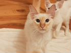 Балийская кошка (Балинезийская кошка). 8 месяцев