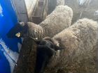Овцы романовской породы объявление продам