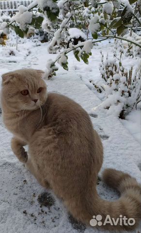 Шотландский вислоухий кот вязка