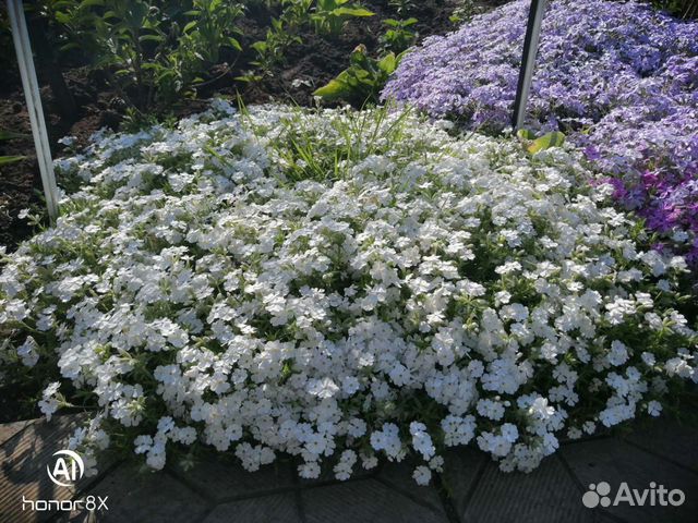 Флоксы шиловидные