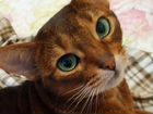 Абиссинская кошка, бесплатно объявление продам