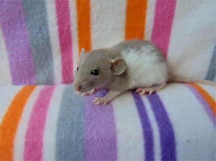 Крысы, крысята - дамбо, стандарт, клетки, гамак