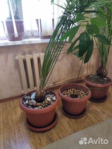 Финиковая пальма 10 летняя