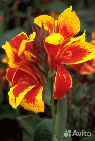 Канна, амариллис, каланхоэ женское счастье