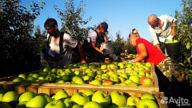 Разнорабочий на сбор урожая яблок Крым вахта