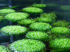 Растения для аквариума объявление продам