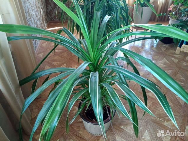 Комнатные растения для домо и офиса