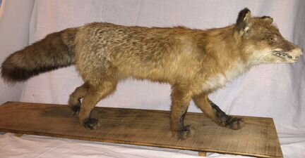 Чучела животных и птиц