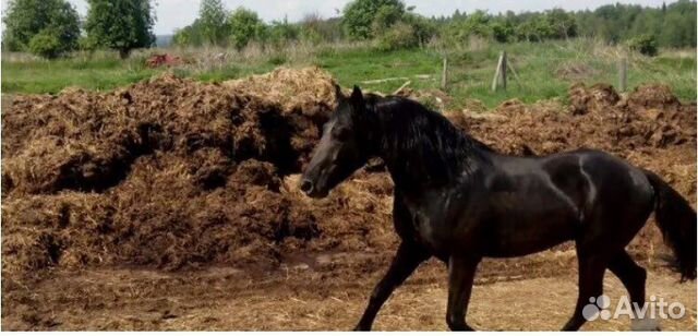 Конский навоз