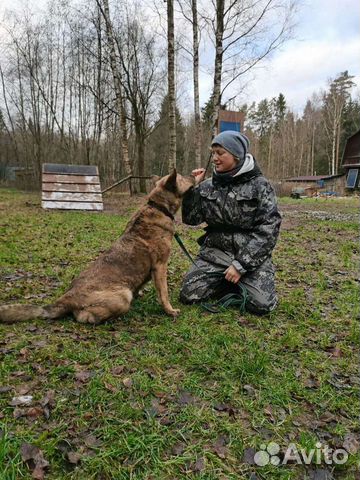 Коррекция поведения собак