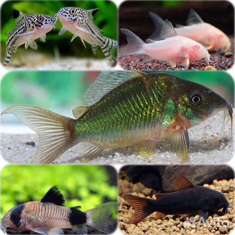 Аквариумные рыбы