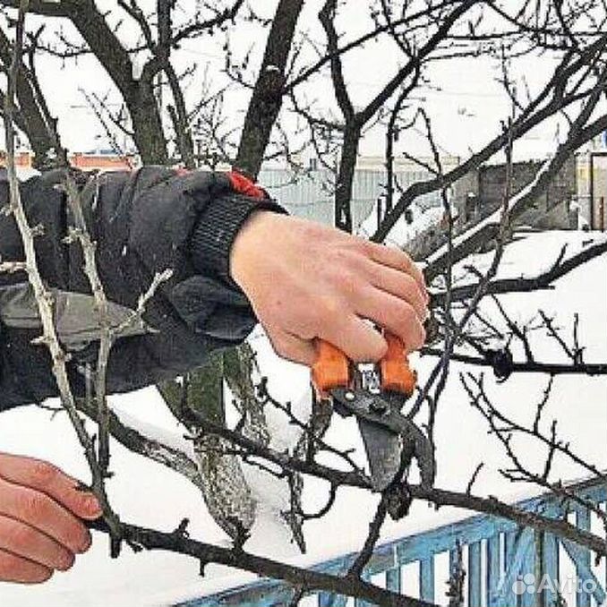 Обрезка плодовых деревьев в феврале. Обрезка деревьев. обрезка деревьев зимой. обрезка деревьев в саду в марте. обрезка плодовых деревьев.