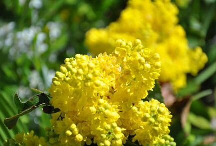 Магония, семена