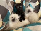 Котята невской маскарадной кошки объявление продам