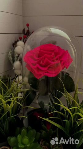 Живые розы в колбе премиум класса в наличии