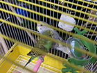 Волнистые попугаи (самка и самец) объявление продам