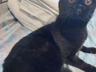 Шотландская вислоухая кошка черная объявление продам