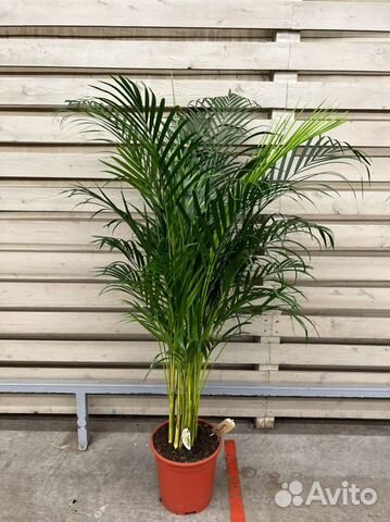 Пальма Арека H 150 см