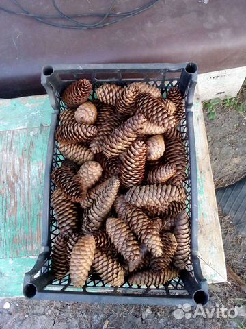 Шишки для декора и творчества