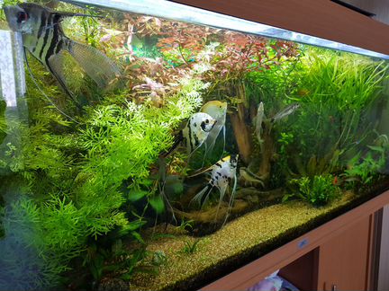 Аквариумные растения, фон