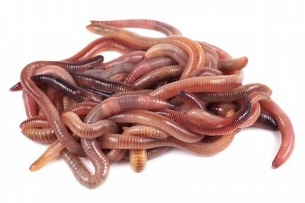 Черви для рыбалки (Дендробена венета)