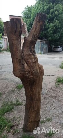 Арт объект из ствола сухого дерева