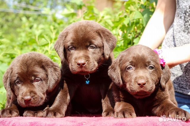 Щенки Лабрадора от Чемпионов