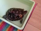 Черепаха объявление продам