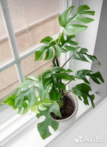 Цветы в горшке