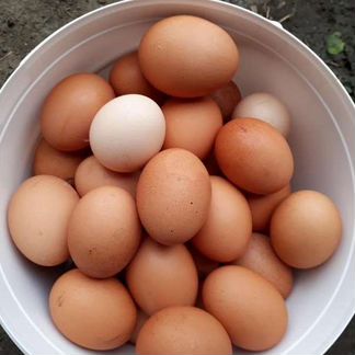 Домашнее яйцо куриное