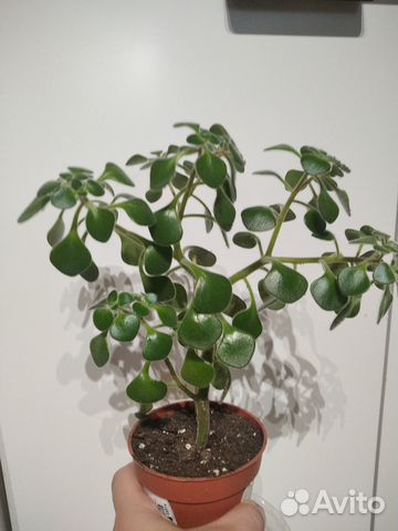 Аихризон дерево любви