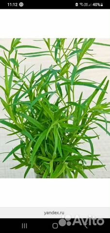 Эстрагон тархун