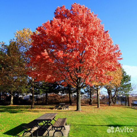 Саженцы красного канадского дуба