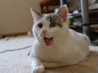 Котик Арчи ищет дом объявление продам