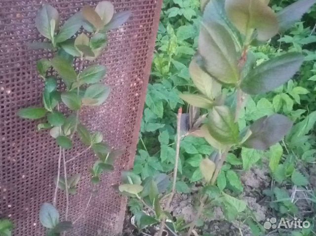 Черноплодная рябина (арония)