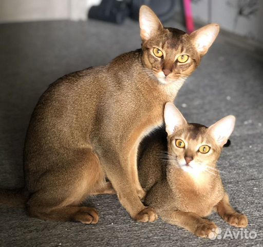 Абиссинский кот на вязку
