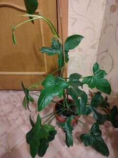 Филодендроны