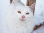 Белый кот и кошка объявление продам