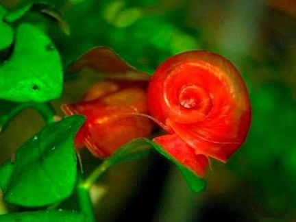 Улитки аквариумные катушки