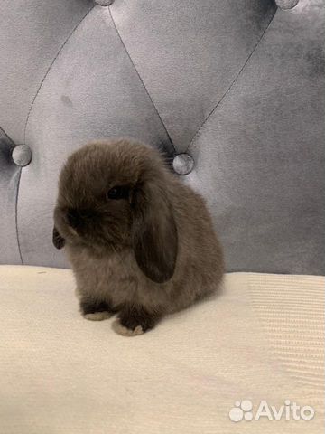 Крольчата Mini Lop